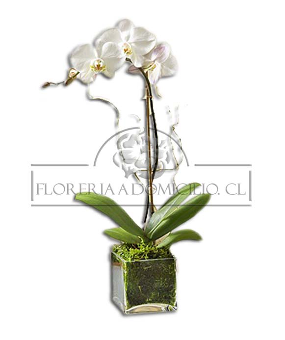 Orquidea en Cubo